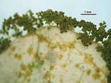 Dettaglio delle vescicole gametogene